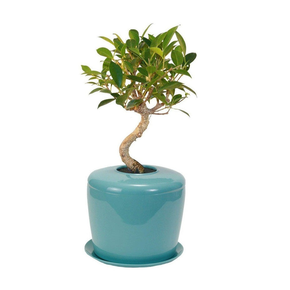 The Living Urn Indoors / Patio - Endswell