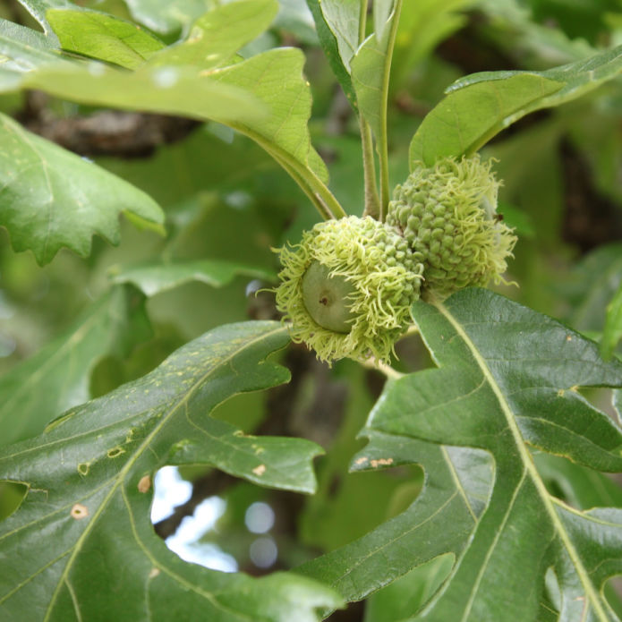 Bur Oak - Farris