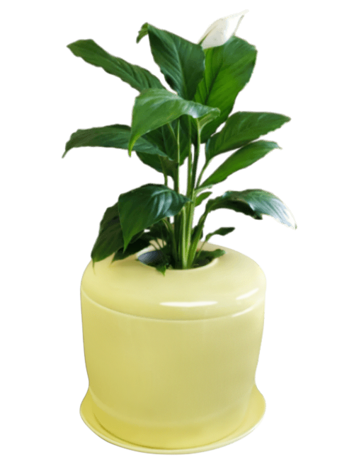 The Living Urn Indoors / Patio - Lotus