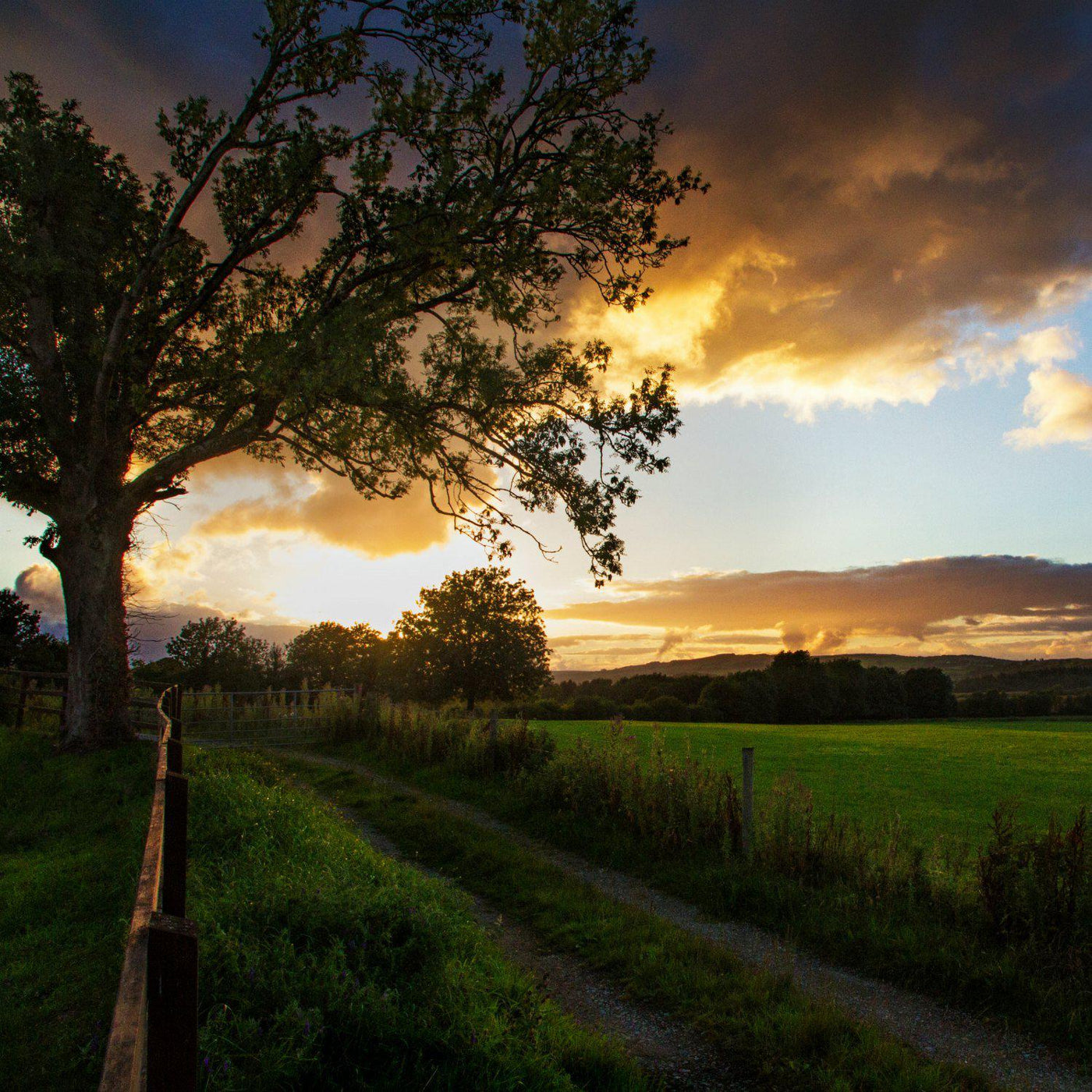 The Irish Living Urn - Green Farewells