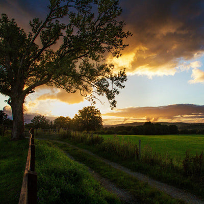 The Irish Living Urn - Endswell