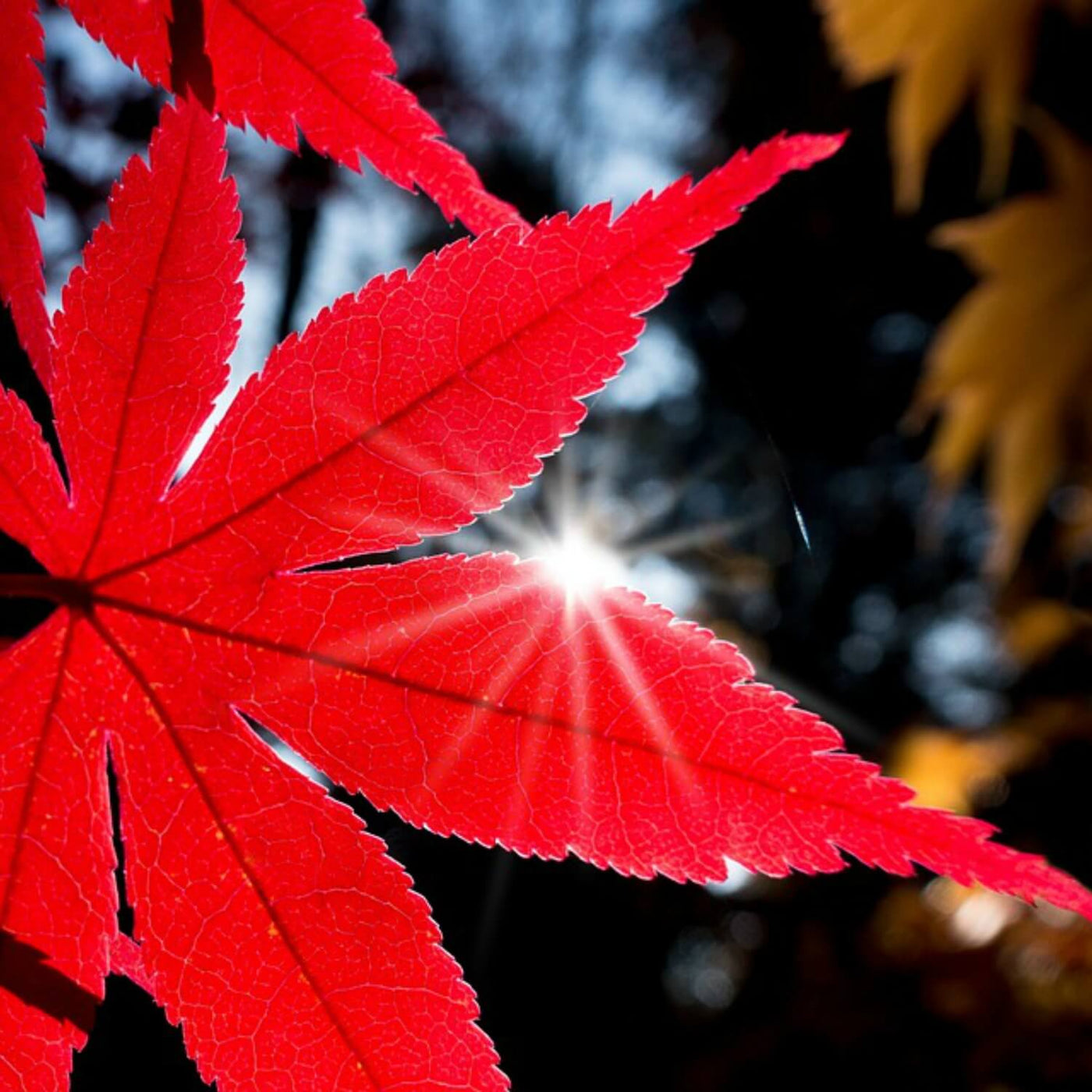 Japanese Red Maple - Perry