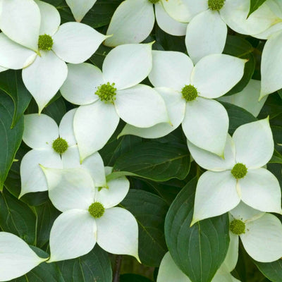 Kousa Dogwood - Farris