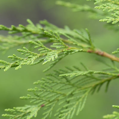 Cypress (Leyland) - Endswell