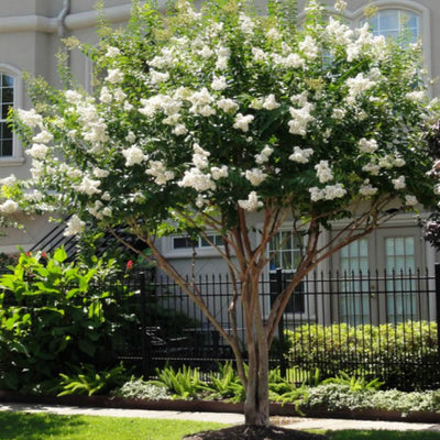 Crape Myrtle (White) - Farris