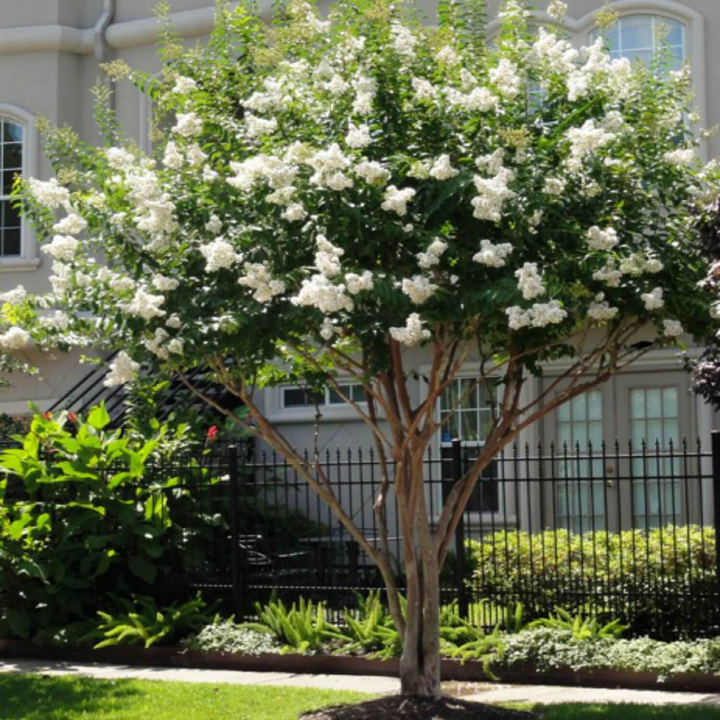 Crape Myrtle (White) - Green Farewells