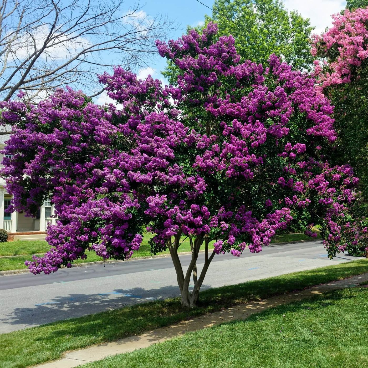 Crape Myrtle (Purple) - Lotus