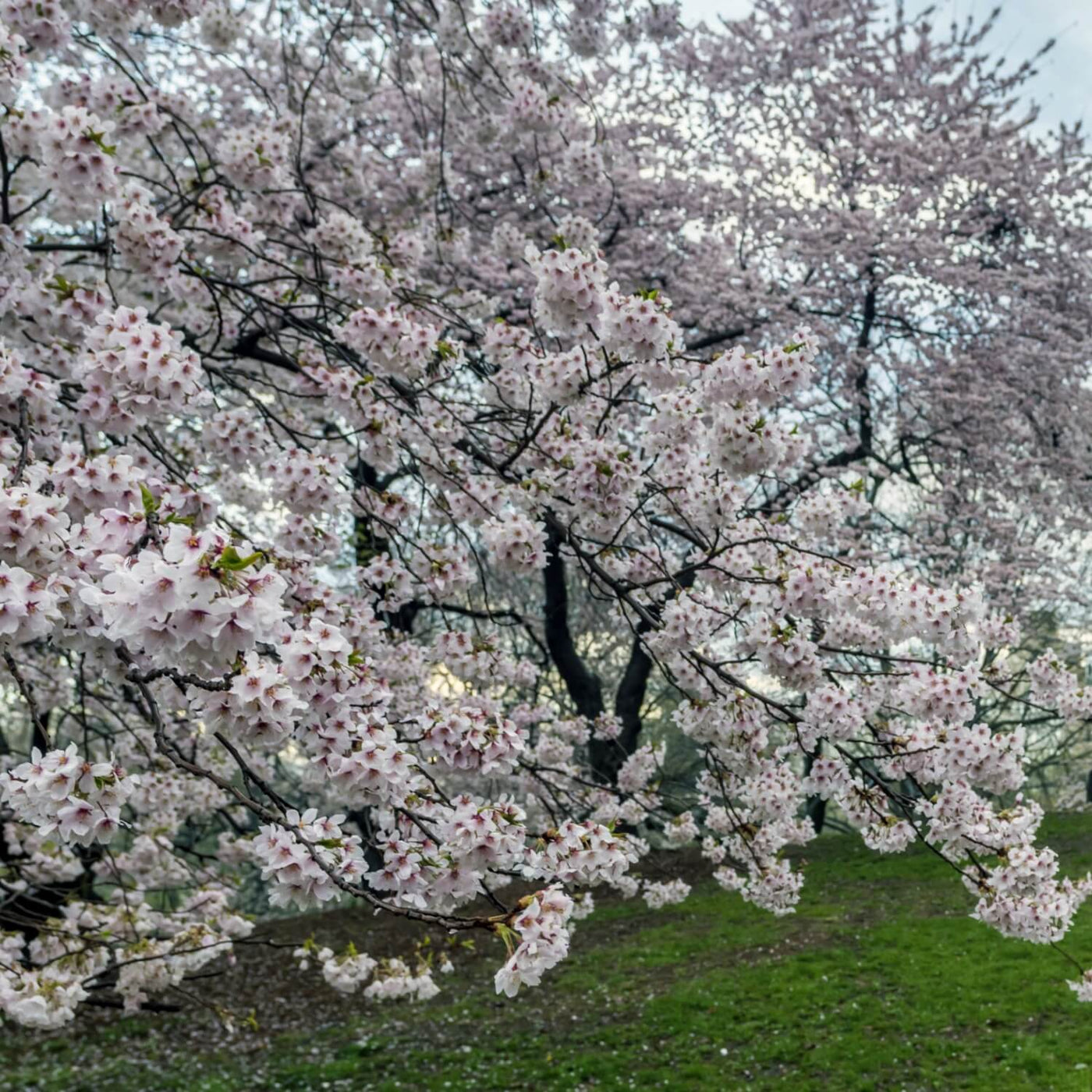 Japanese Flowering Cherry (Yoshino) - Farris