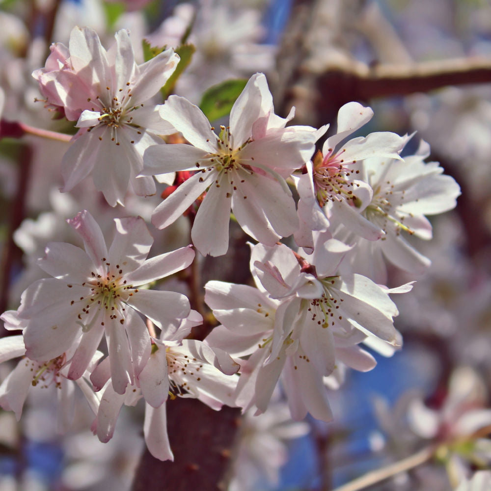 Autumnalis Flowering Cherry - Lotus