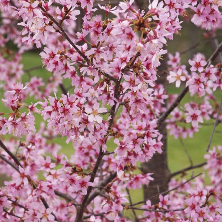Okame Flowering Cherry - Lotus