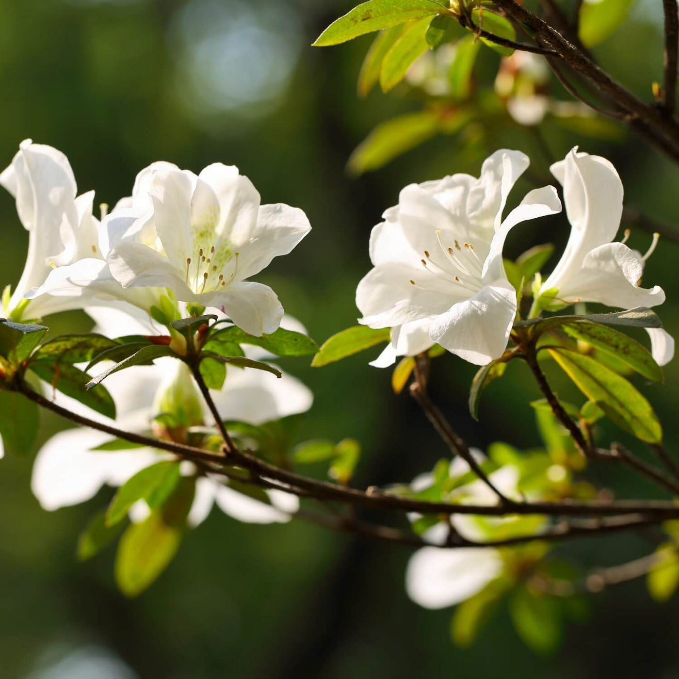 Formosa Azalea (White) - Endswell