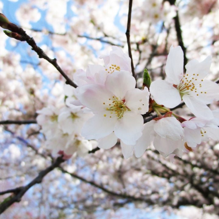 Akebono Flowering Cherry - Birdsong