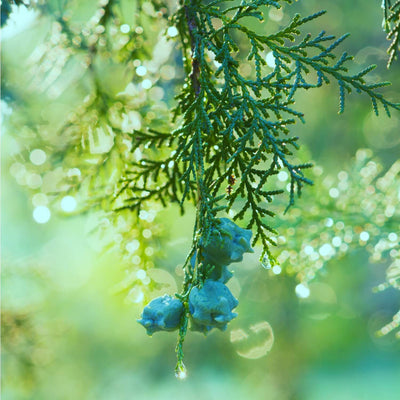 Cypress (Leyland) -Be a Tree Cremation