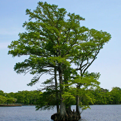 Bald Cypress - Belk
