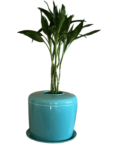 The Living Urn Indoors / Patio - Belk