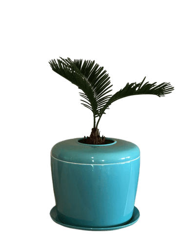 The Living Urn Indoors / Patio - A Better Place