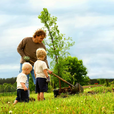 Dawn Redwood - Natural Grace