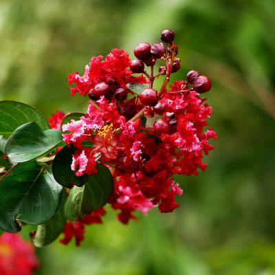Crape Myrtle (Red) - Monarch