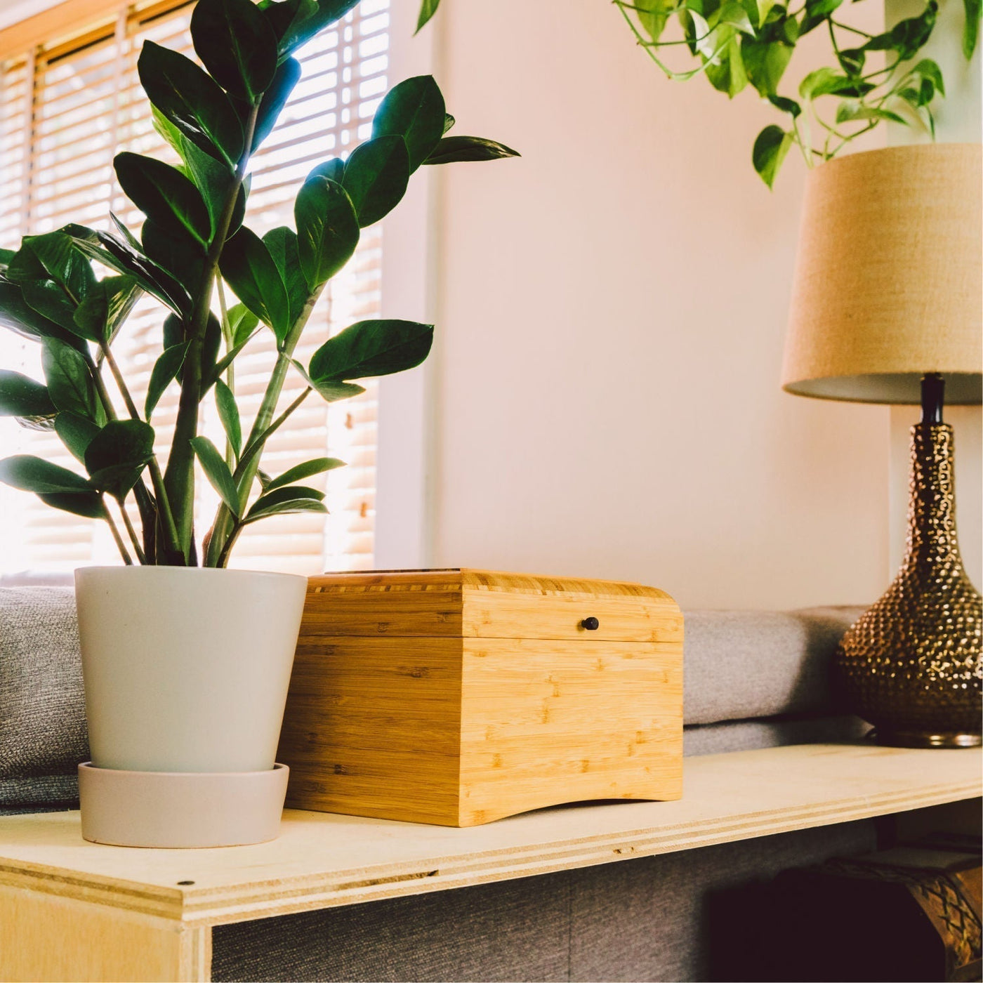 Durango - Simple Pets