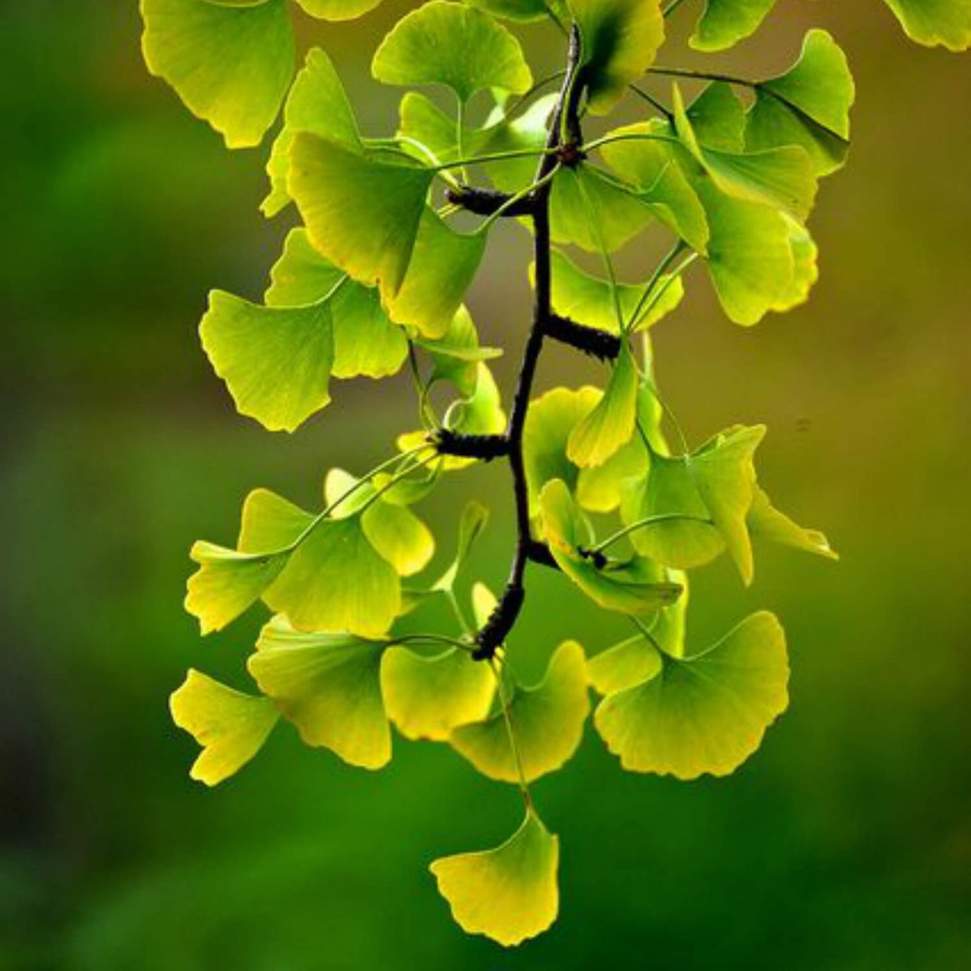 Ginkgo Biloba - Birdsong