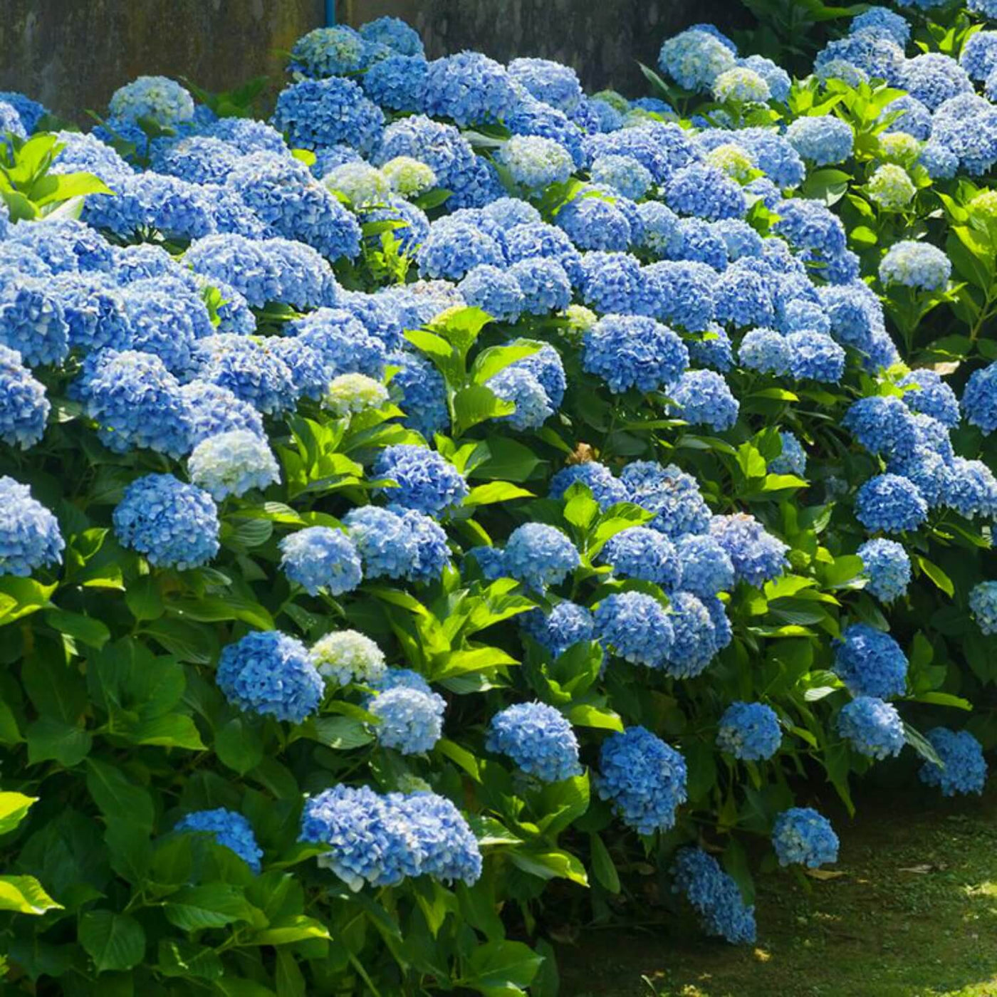 Hydrangea - Greenhaven