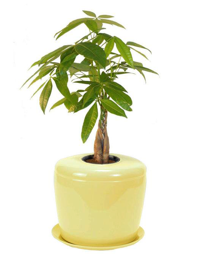 The Living Urn Indoors / Patio - Be a Tree Cremation