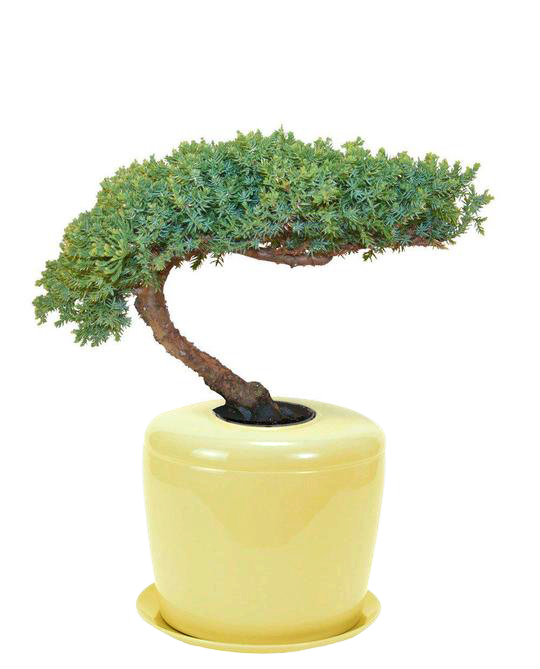 The Living Urn Indoors / Patio - Two Rivers