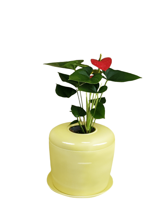 The Living Urn Indoors / Patio - Colorado Burial Preserve