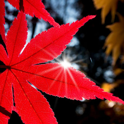 Japanese Red Maple - 5280