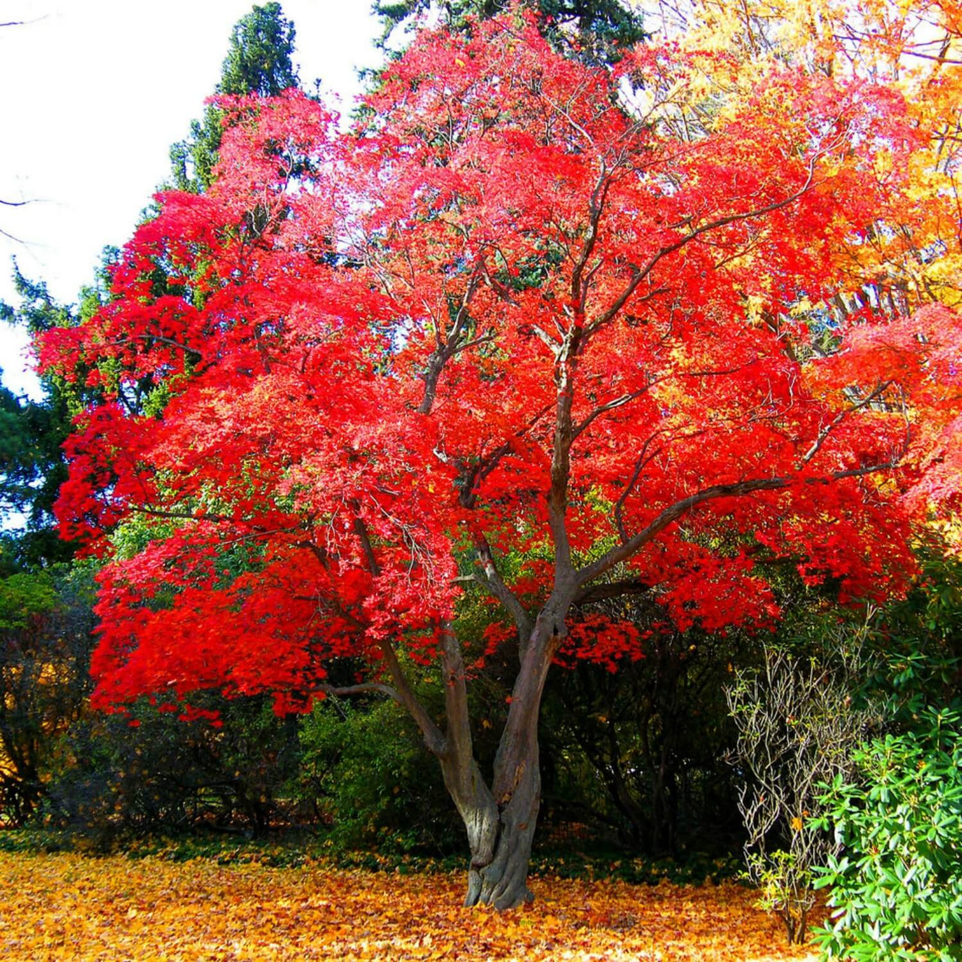 Japanese Red Maple - 5280
