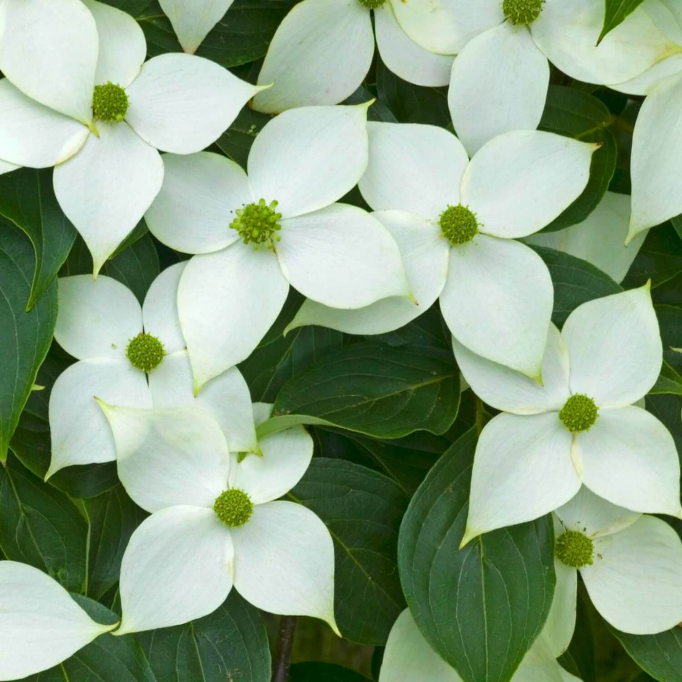 Kousa Dogwood - Eternal Peace