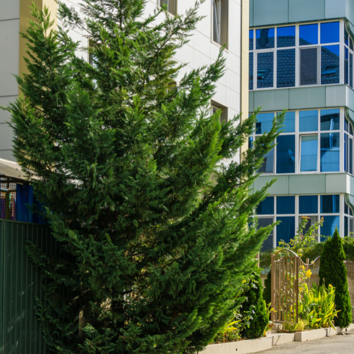 Cypress (Leyland) - Bunker