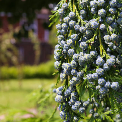 Cypress (Leyland) - Greenhaven