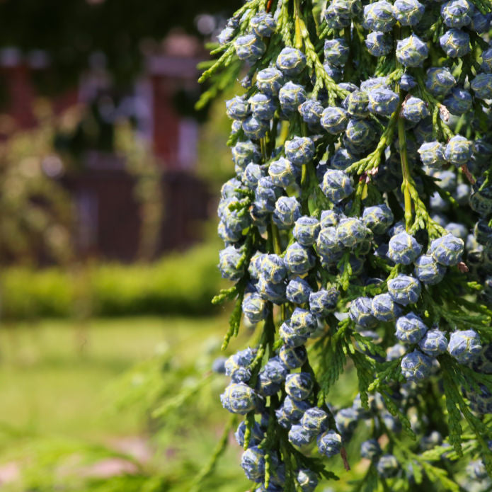 Cypress (Leyland) - Two Rivers