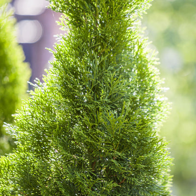 Cypress (Leyland) - Natural Grace