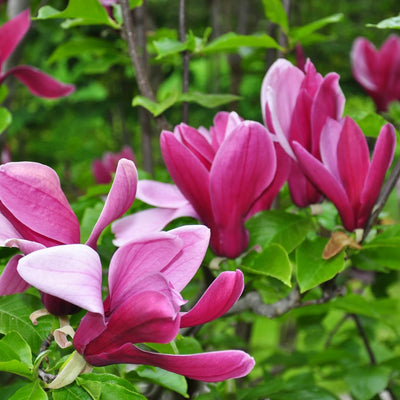 Magnolia Jane - Natural Grace