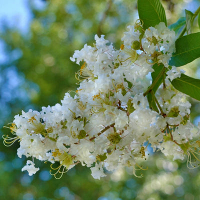Crape Myrtle (White) - Two Rivers