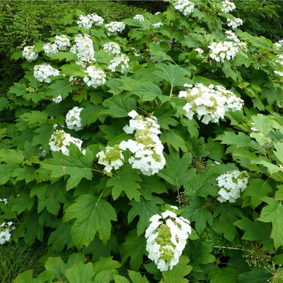 Oakleaf Hydrangea - Messenger