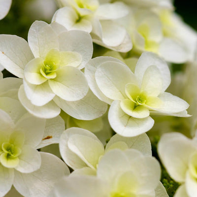 Oakleaf Hydrangea - Hyatt Ewald
