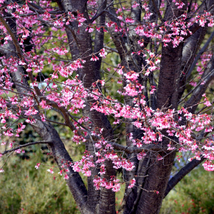 Okame Flowering Cherry - Eternal Peace
