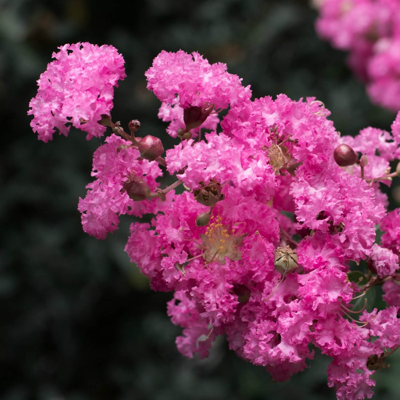 Crape Myrtle (Pink) - Natural Grace