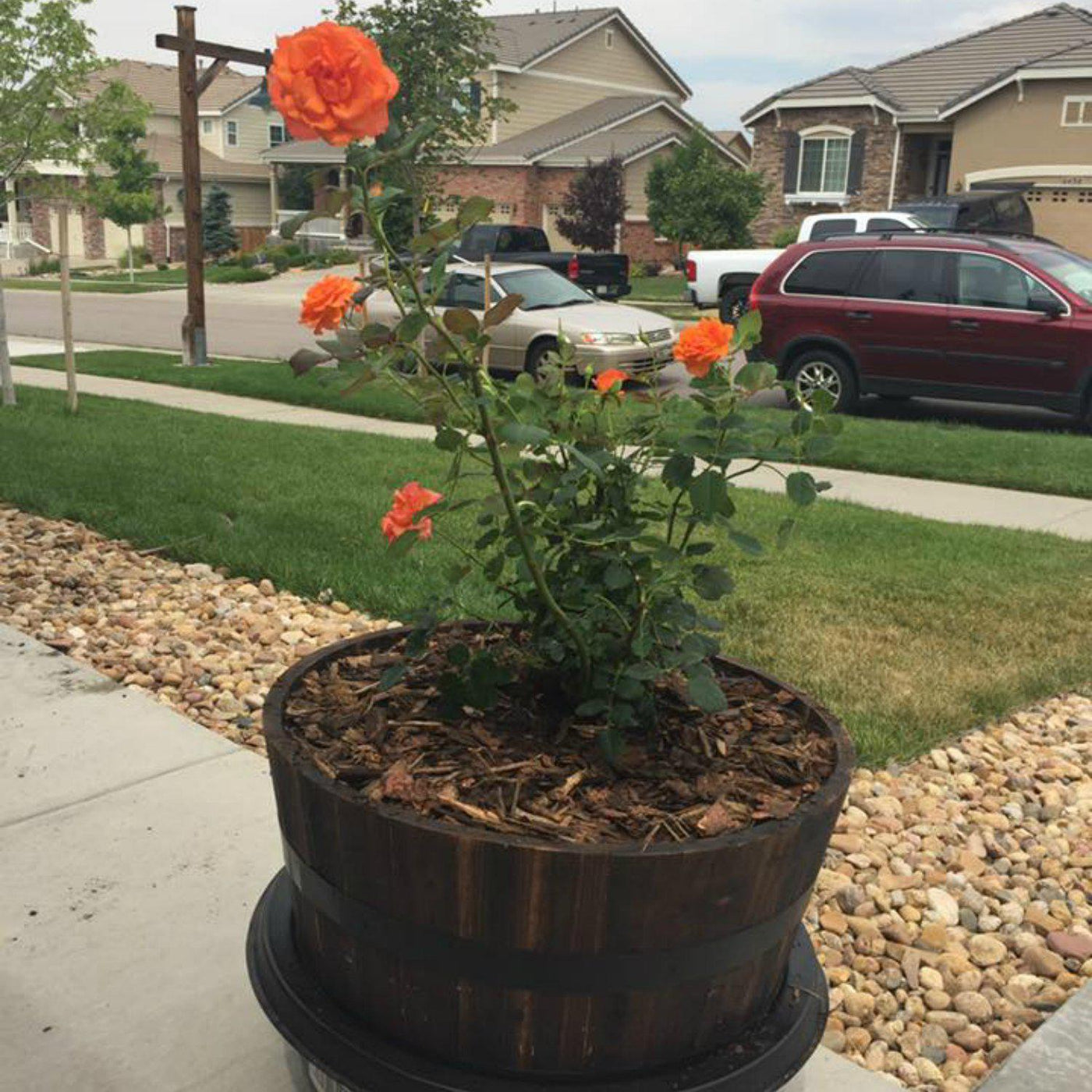 Living Urn System Only (use with your own tree, plant or flowers) - Cremation Society