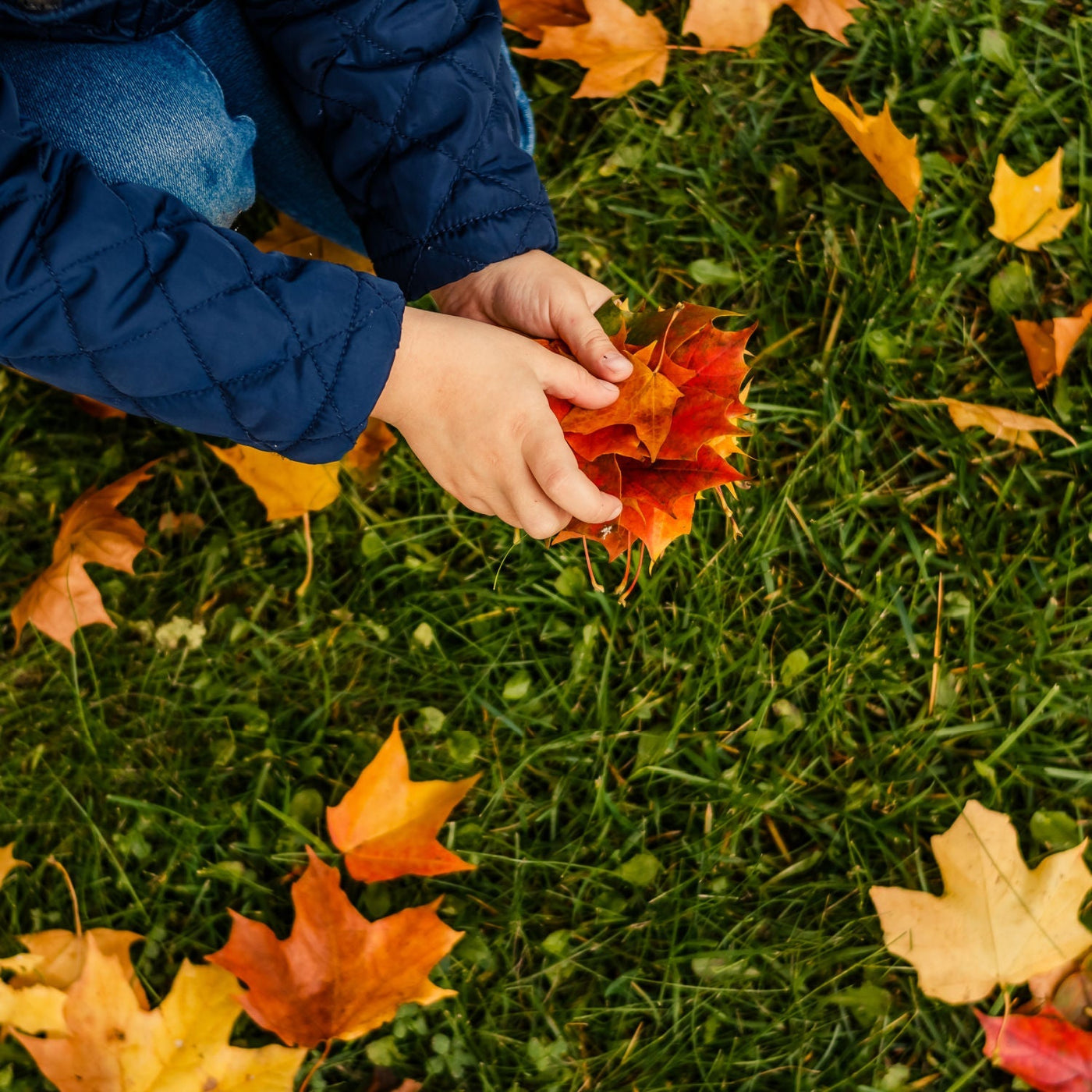 Red Maple - A Better Place