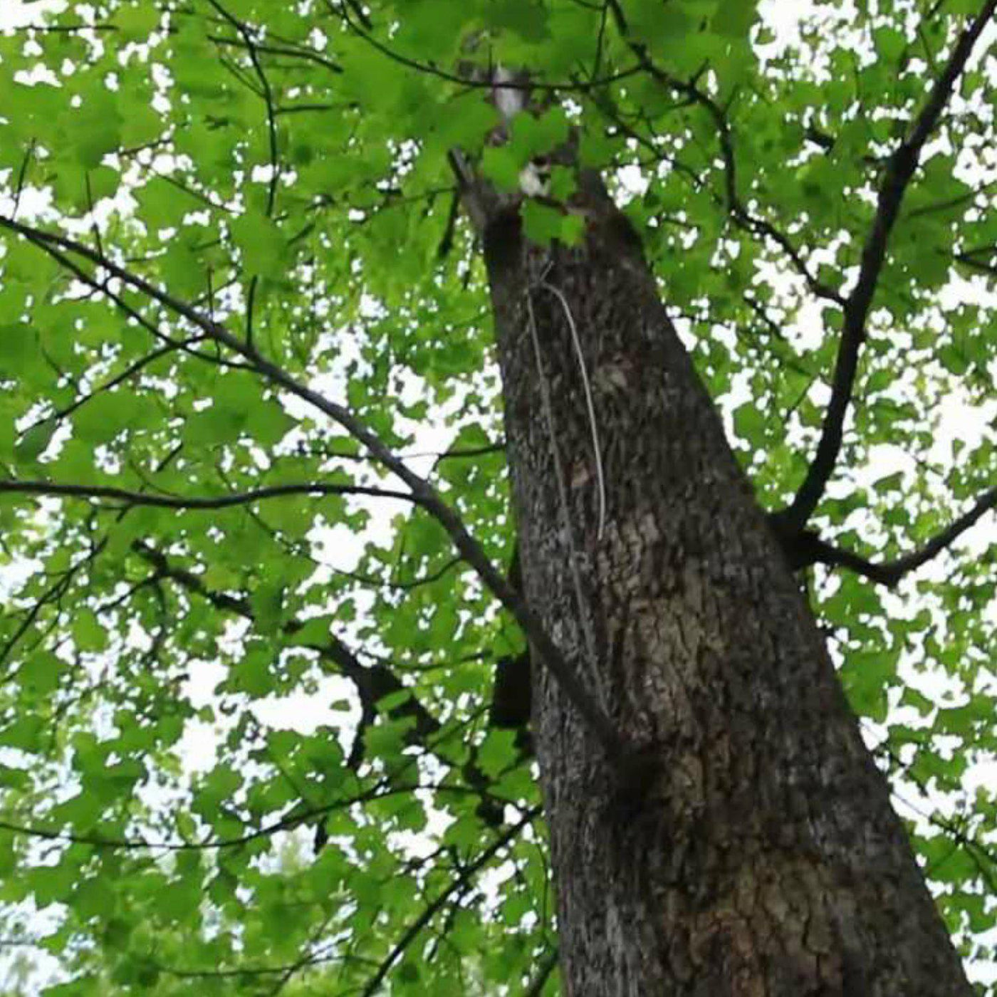 Tuliptree - A Better Place