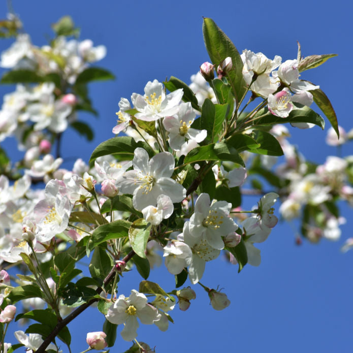 White Crabapple (Sargent) - Simple Pets