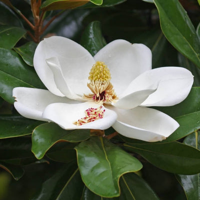 Southern Magnolia - Hyatt Ewald