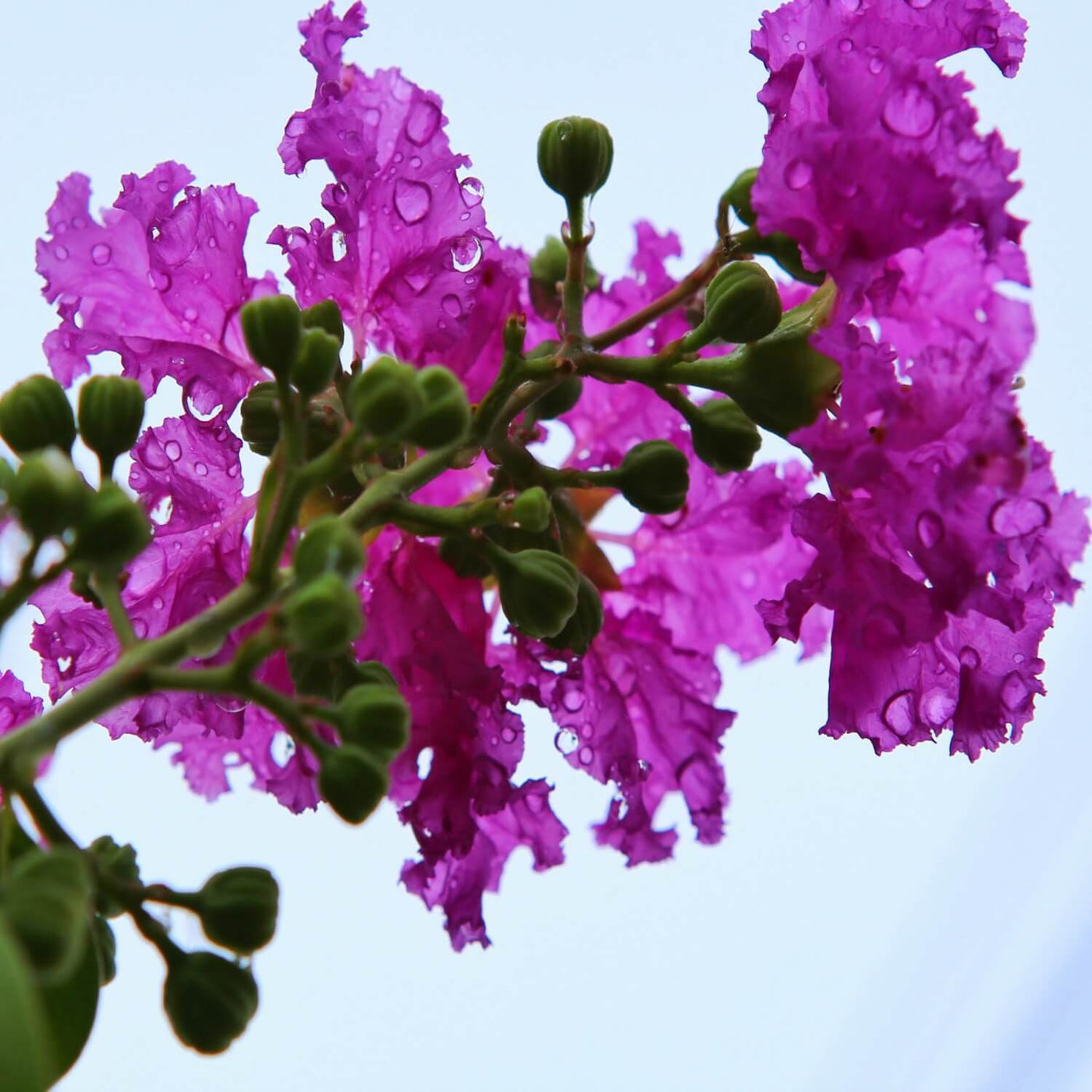 Crape Myrtle (Purple) - Eternal Peace
