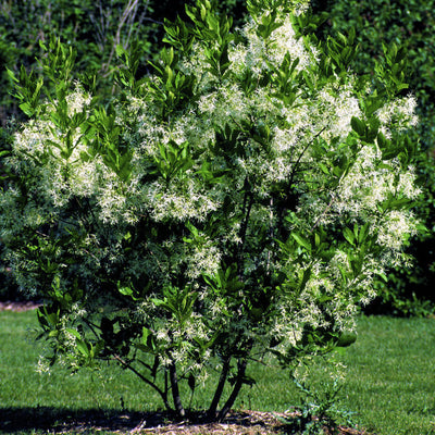 White Fringe Tree - Simple Pets