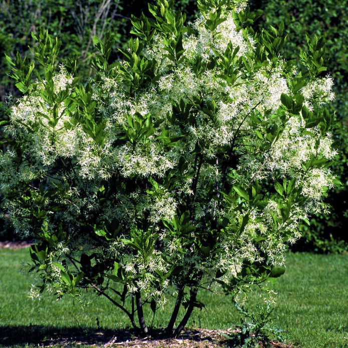White Fringe Tree - Teraloom