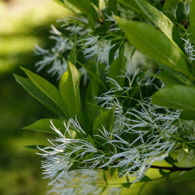 White Fringe Tree - Bunker
